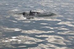 Welcome bt Dolphins